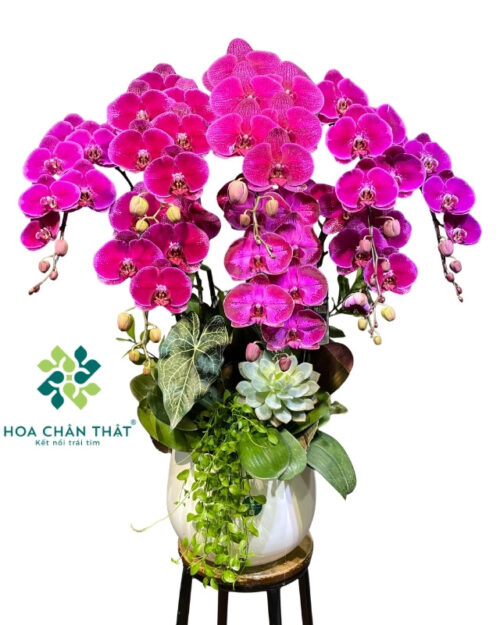 Chậu lan hồ điệp màu tím 8 cành – Cát Tường Như Ý