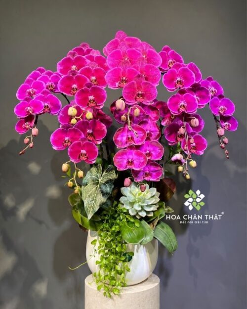 Chậu lan hồ điệp màu tím 8 cành – Cát Tường Như Ý
