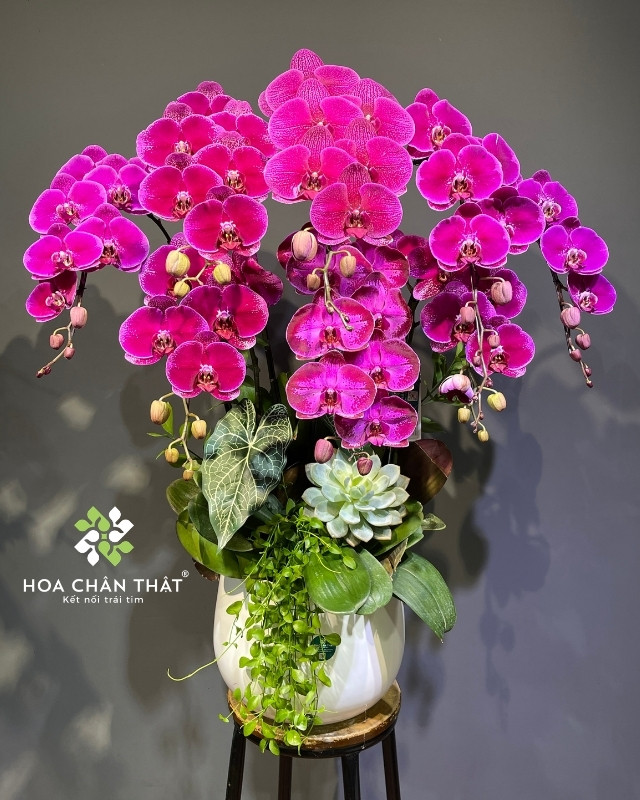 Chậu lan hồ điệp màu tím 8 cành – Cát Tường Như Ý Chậu lan hồ điệp màu tím 8 cành – Cát Tường Như Ý