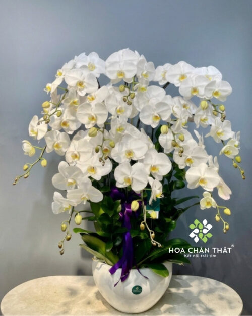 Chậu lan hồ điệp màu trắng 10 cành – Vĩnh Phúc An Nhiên