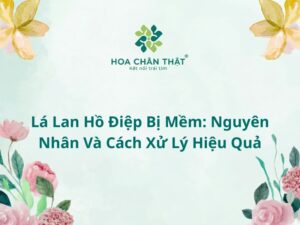 Lá lan hồ điệp bị mềm: Nguyên nhân và cách xử lý hiệu quả Lá lan hồ điệp bị mềm