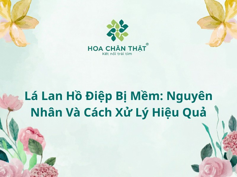 Lá lan hồ điệp bị mềm