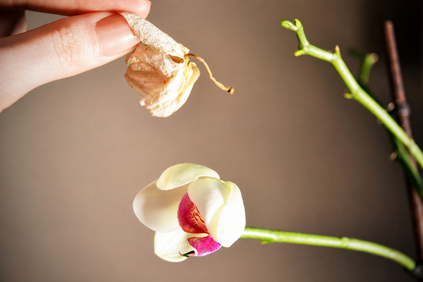 Cách xử lý khi lan hồ điệp bị héo hoa và đỏ nụ