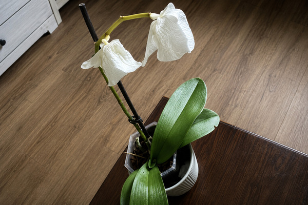 Cách phòng ngừa lan hồ điệp bị héo hoa, đỏ nụ