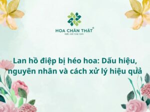 Lan hồ điệp bị héo hoa đỏ nụ
