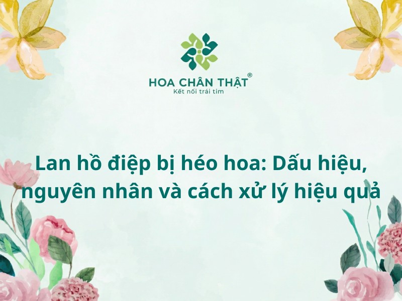 Lan hồ điệp bị héo hoa đỏ nụ