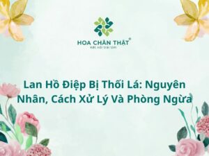 Lan hồ điệp bị thối lá