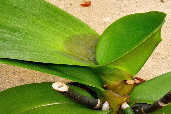 Lan hồ điệp bị thối ngọn là bị gì?