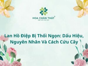 Lan hồ điệp bị thối ngọn: Dấu hiệu, nguyên nhân và cách cứu cây Lan ho diep bi thoi ngon