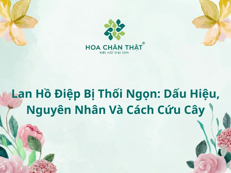 Lan ho diep bi thoi ngon