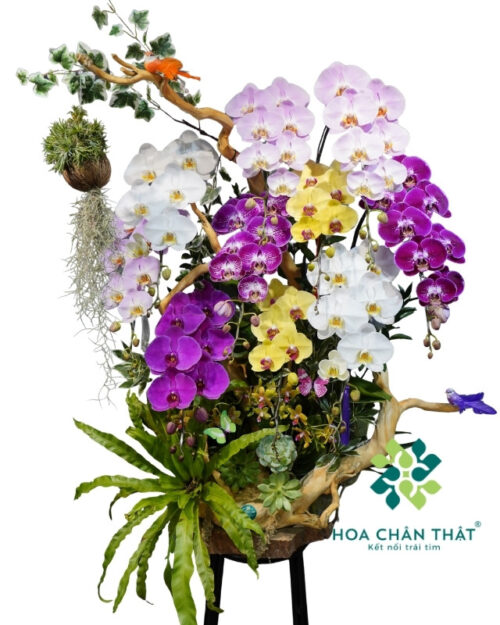 Lan hồ điệp ghép lũa nghệ thuật 10 cành phối màu – Đại Phúc An Khang