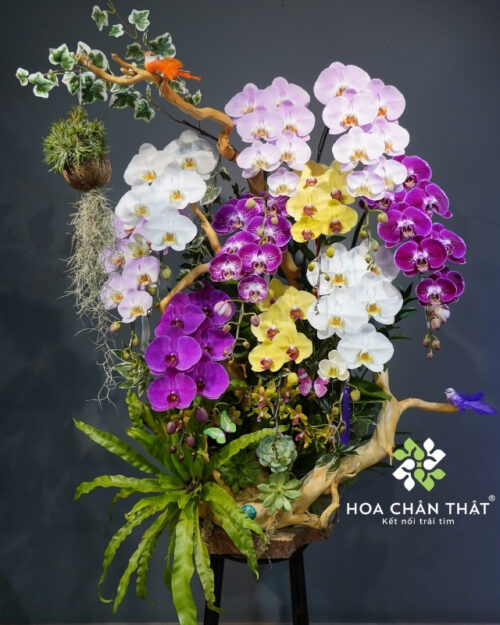 Lan hồ điệp ghép lũa nghệ thuật 10 cành phối màu – Đại Phúc An Khang