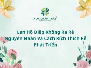 Lan hồ điệp không ra rễ: Nguyên nhân và cách kích thích rễ phát triển Lan hồ điệp không ra rễ