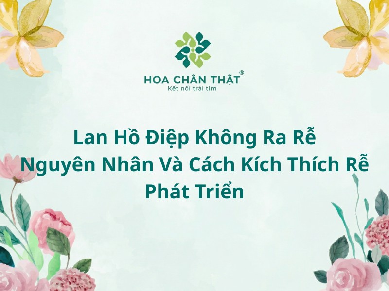 Lan hồ điệp không ra rễ