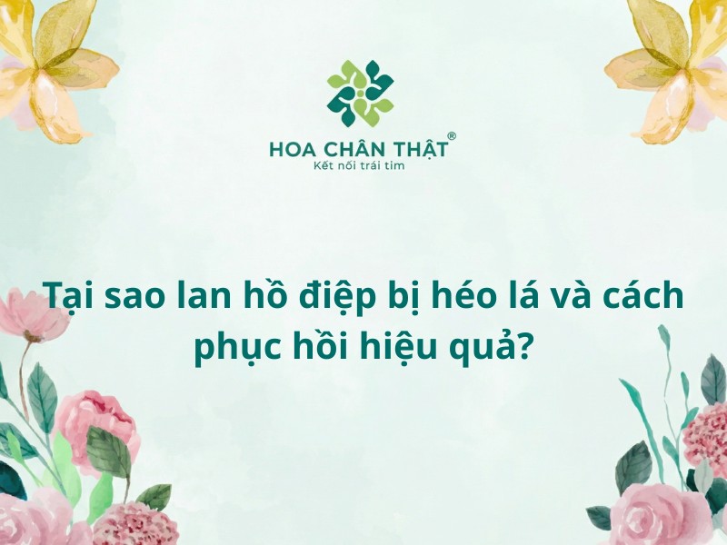 Tại sao lan hồ điệp bị héo lá?