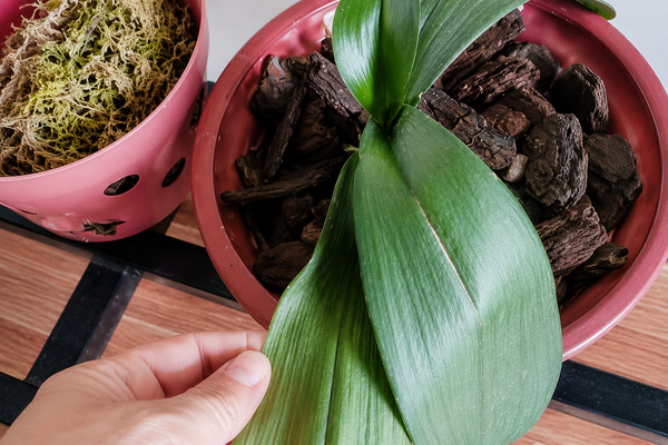 Tại sao lan hồ điệp bị héo lá và cách phục hồi hiệu quả? Tại sao lan hồ điệp bị héo lá?