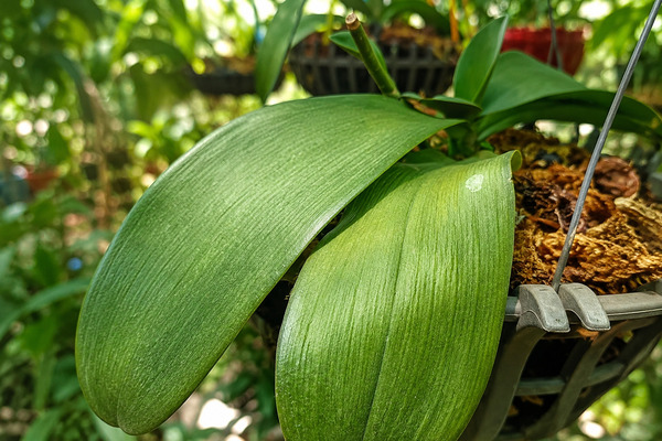 Tại sao lan hồ điệp bị héo lá và cách phục hồi hiệu quả? Cách nhận biết lan hồ điệp bị héo lá