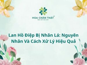 lan ho diep bi nhan la