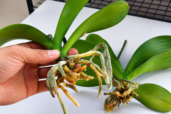 Lan hồ điệp không ra rễ: Nguyên nhân và cách kích thích rễ phát triển Tầm quan trọng của rễ cây lan hồ điệp - Lan hồ điệp không ra rễ