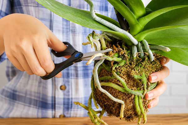 Lan hồ điệp không ra rễ: Nguyên nhân và cách kích thích rễ phát triển Giá thể không đạt chất lượng khiến lan hồ điệp không ra rễ