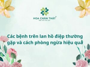 Các bệnh trên lan hồ điệp thường gặp và cách phòng ngừa hiệu quả Các bệnh trên lan hồ điệp thường gặp