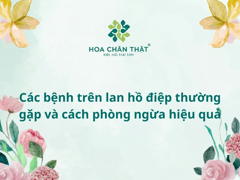 Các bệnh trên lan hồ điệp thường gặp