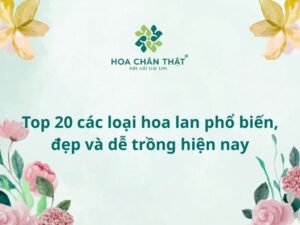 Top 20 các loại hoa lan đẹp và dễ trồng hiện nay Các loại hoa lan đẹp dễ trồng