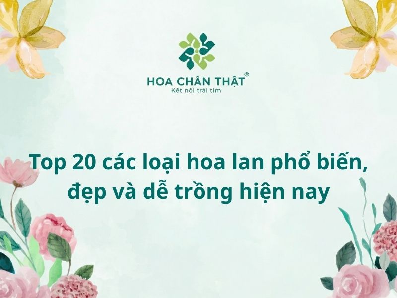 Các loại hoa lan đẹp dễ trồng