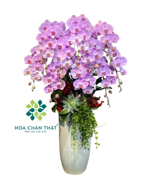 Chậu lan hồ điệp 10 cành hồng – Đại Cát Trường An
