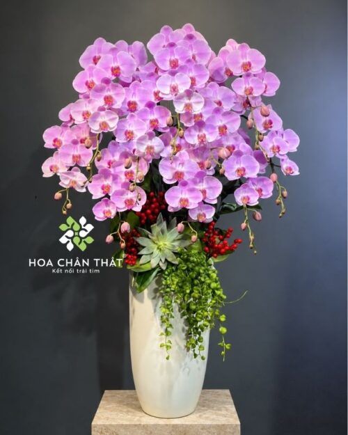 Chậu lan hồ điệp 10 cành hồng – Đại Cát Trường An