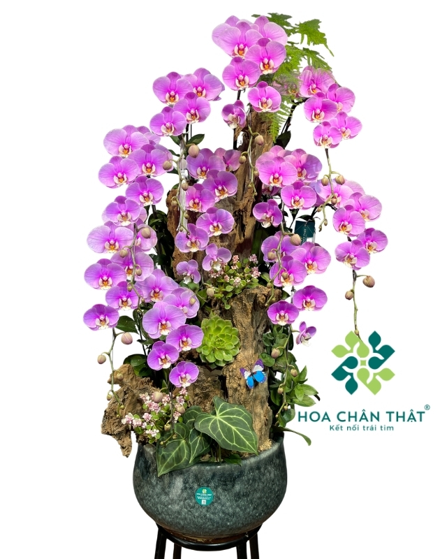 Chậu lan hồ điệp 10 cành hồng ghép lũa – Vạn Sự Hanh Thông Chậu lan hồ điệp 10 cành hồng ghép lũa – Vạn Sự Hanh Thông