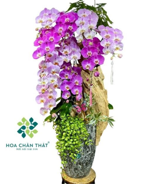 Chậu lan hồ điệp 10 cành hồng tím ghép lũa – Song Sắc Trường Phát