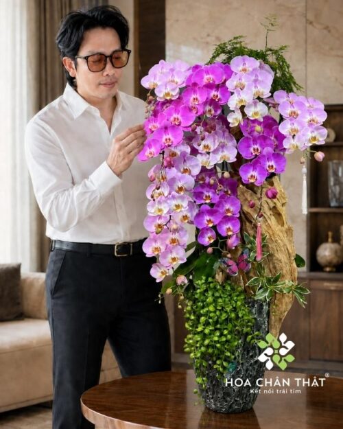 Chậu lan hồ điệp 10 cành hồng tím ghép lũa – Song Sắc Trường Phát Chậu lan hồ điệp 10 cành hồng tím ghép lũa – Song Sắc Trường Phát