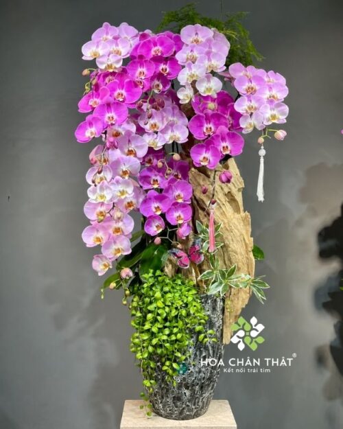 Chậu lan hồ điệp 10 cành hồng tím ghép lũa – Song Sắc Trường Phát