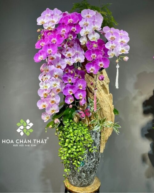 Chậu lan hồ điệp 10 cành hồng tím ghép lũa – Song Sắc Trường Phát