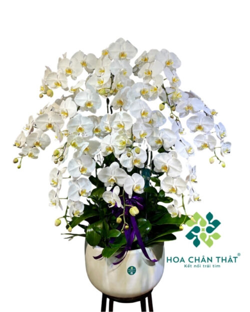 Chậu lan hồ điệp 10 cành trắng – Vĩnh Hằng An Yên