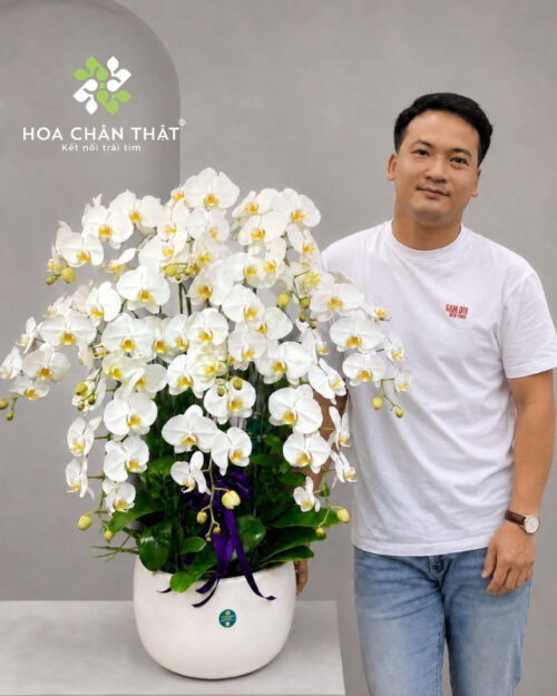 Chậu lan hồ điệp 10 cành trắng – Vĩnh Hằng An Yên