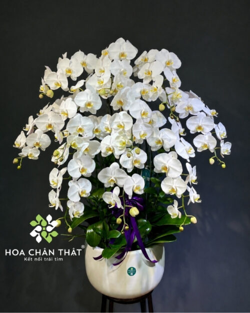 Chậu lan hồ điệp 10 cành trắng – Vĩnh Hằng An Yên