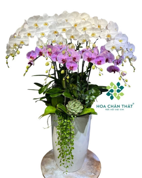Chậu lan hồ điệp 12 cành trắng hồng – Vạn Sự Viên Mãn