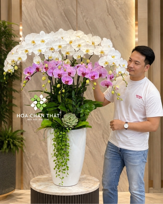 Chậu lan hồ điệp 12 cành trắng hồng – Vạn Sự Viên Mãn Chậu lan hồ điệp 12 cành trắng hồng – Vạn Sự Viên Mãn