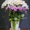 Chậu lan hồ điệp 12 cành trắng hồng – Vạn Sự Viên Mãn