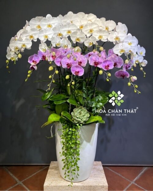 Chậu lan hồ điệp 12 cành trắng hồng – Vạn Sự Viên Mãn