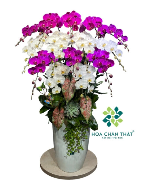 Chậu lan hồ điệp 14 cành trắng tím – Phú Quý Trường Phát