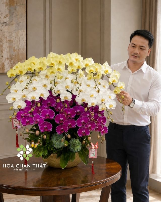 Chậu lan hồ điệp 16 cành phối màu – Tấn Tài Tấn Lộc Chậu lan hồ điệp 16 cành phối màu – Tấn Tài Tấn Lộc