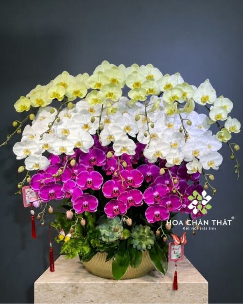 Chậu lan hồ điệp 16 cành phối màu – Tấn Tài Tấn Lộc