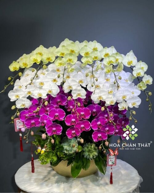 Chậu lan hồ điệp 16 cành phối màu – Tấn Tài Tấn Lộc