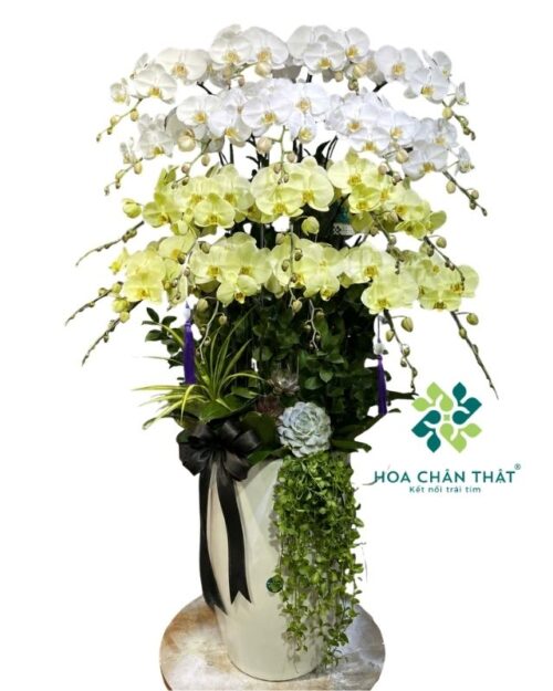 Chậu lan hồ điệp 20 cành trắng xanh bơ – Vạn Sự An Yên
