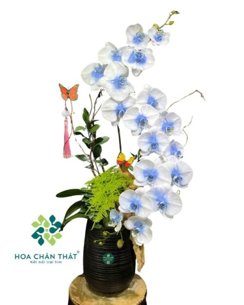 Chậu lan hồ điệp 3 cành trắng xanh ghép lũa – Duyên Tình Trọn Vẹn