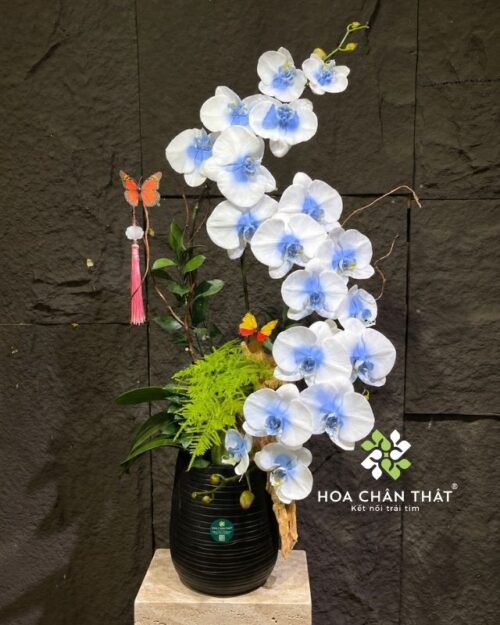 Chậu lan hồ điệp 3 cành trắng xanh ghép lũa – Duyên Tình Trọn Vẹn