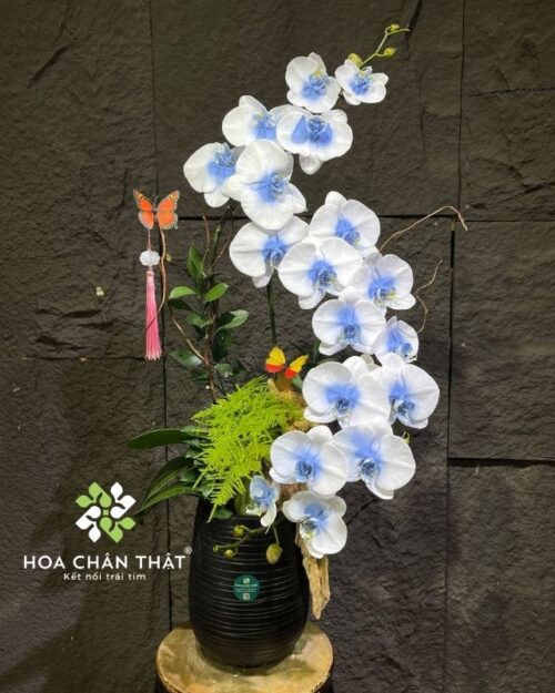 Chậu lan hồ điệp 3 cành trắng xanh ghép lũa – Duyên Tình Trọn Vẹn